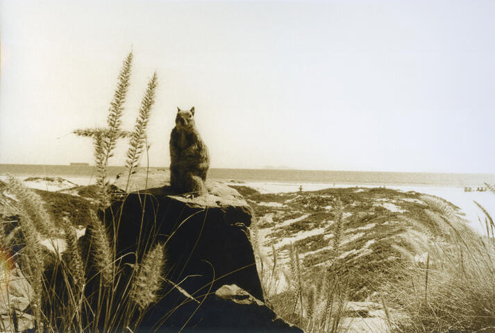Coronado Squirrel Coronado Squirrel